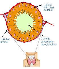 Follicolo Tiroideo